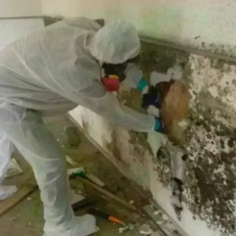 Mold Remediation and Removal in Pittsboro, NC